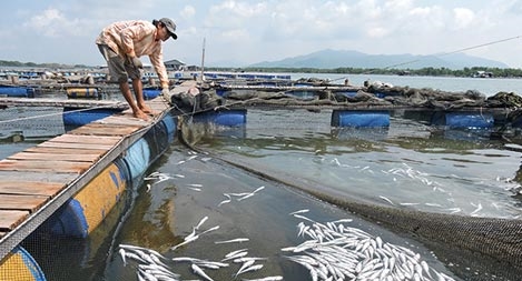 12 doanh nghiệp gây ô nhiễm trên sông Chà Và đã ngừng hoạt động
