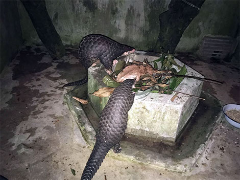 Giải cứu thành công 2 cá thể tê tê vàng quý hiếm