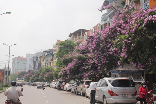 Ngắm hoa bằng lăng nhuộm tím Hà Thành