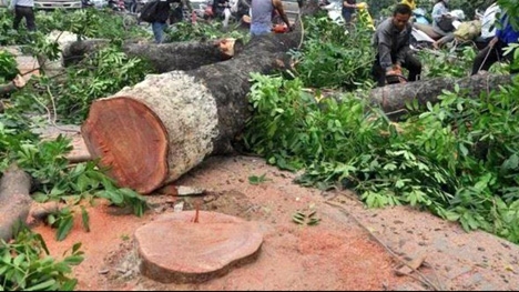 Đình chỉ công tác cán bộ liên quan đến việc ‘chặt cây’