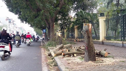 Xử lý trách nhiệm vụ ‘chặt cây’: Không ‘hòa cả làng’