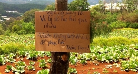 Chủ vườn ngồi khóc khi du khách thi nhau giẫm đạp hoa oải hương chụp hình