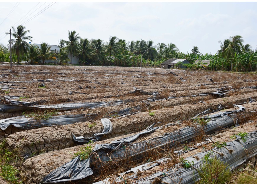Xã nghèo quay quắt trong hạn mặn