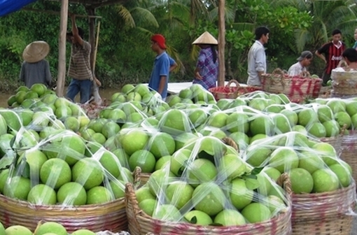 Trái cây miền Tây hút hàng ngày tết