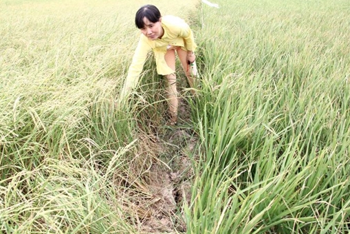 Vĩnh Long công bố thiên tai hạn mặn