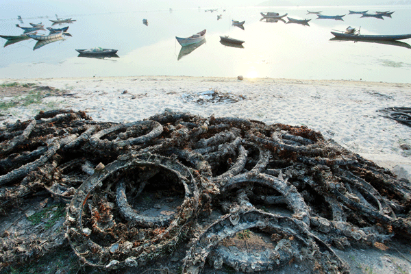 Không có chuyện hàu Lăng Cô chứa chất gây ung thư