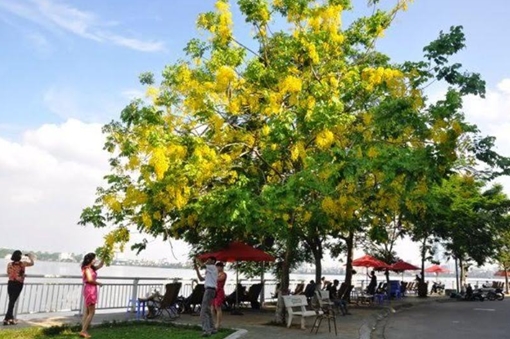 Hà Nội rực vàng mùa hoa Muồng hoàng yến
