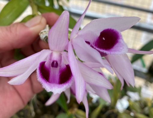 Cảnh báo dấu hiệu lừa đảo mua bán Lan “đột biến gen”