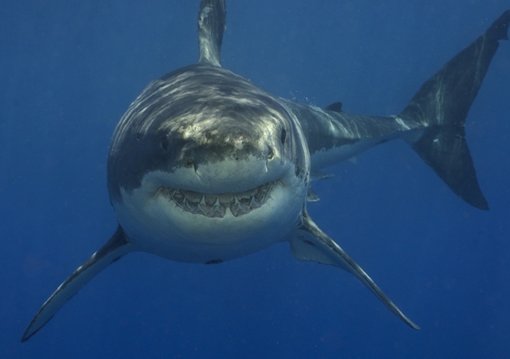 Quân đội Mỹ muốn biến cá mập thành “chiến binh đánh bom tự sát” 