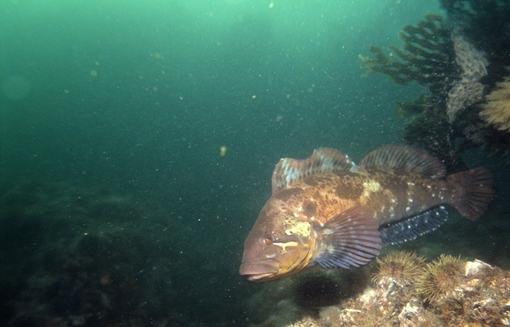 Nga phát hiện 16 hoạt chất sinh học trên tảo biển có thể chữa ung thư