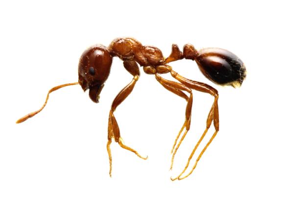 Hàn Quốc báo động khẩn cấp vì côn trùng lạ