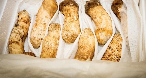  Lãnh đạo Triều Tiên gửi biếu Tổng thống Hàn Quốc món quà đặc biệt