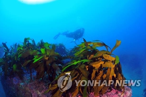 Hàn Quốc tạo ra rừng dưới đáy biển để cải thiện công nghiệp thủy sản