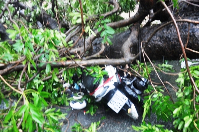 Hãi hùng cây cổ thụ bật gốc đè người đi đường 