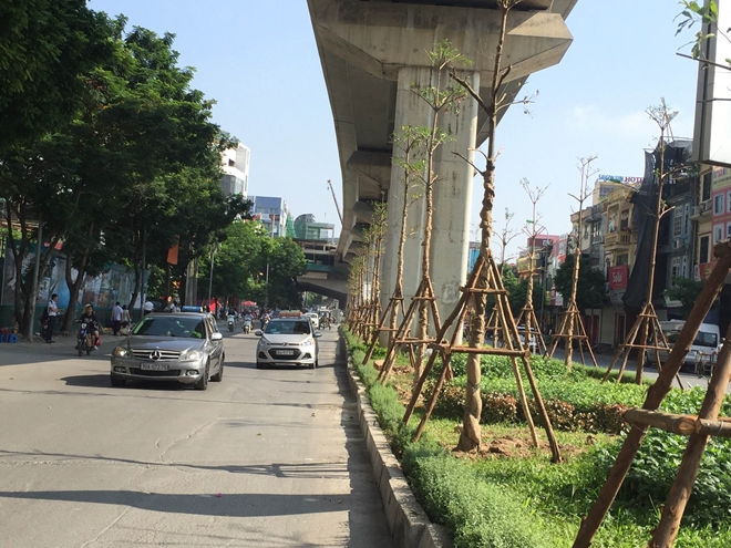 Giám đốc Cty cây xanh lên tiếng về việc trồng cây dưới đường sắt đô thị