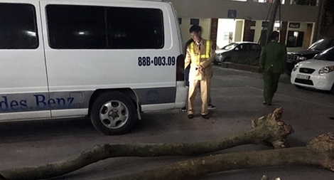 Đào trộm gỗ sưa giấu trên xe khách mang đi tiêu thụ thì bị bắt