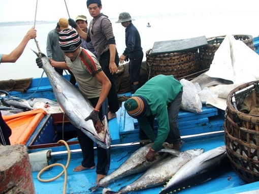 Các cơ sở chăn nuôi đang chuẩn bị nguồn hàng phục vụ dịp lễ, tết cuối năm 