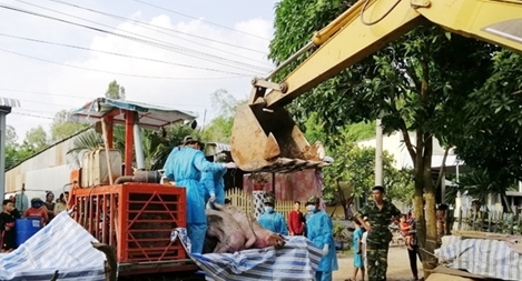 Bắt giữ hơn 3,7 tấn lợn nhập lậu từ Campuchia về Việt Nam