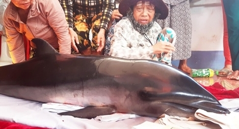        Lần đầu tiên cá Ông lạc vào đầm Thị Nại