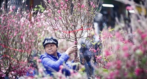 Hà Nội tổ chức 51 điểm chợ hoa Xuân phục vụ Tết Nguyên đán Canh Tý