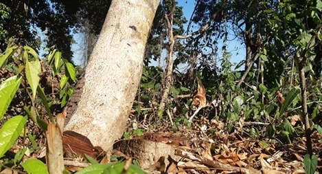 Khu Bảo tồn thiên nhiên ngang nhiên phá rừng lấy gỗ