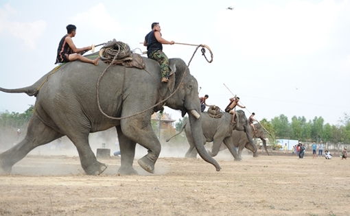 Chấn chỉnh lại dịch vụ cưỡi voi sau vụ voi quật chết người