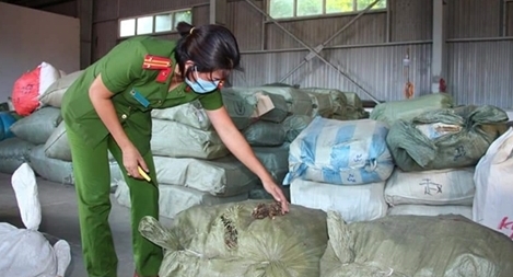 5 container chứa thảo dược nhập lậu vào cảng Đà Nẵng 