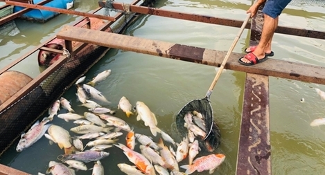 Cá bè lại chết bất thường hàng loạt trên sông Đồng Nai
