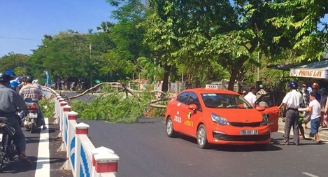 Phượng vĩ bất ngờ bật gốc, 2 người thoát chết trong gang tấc