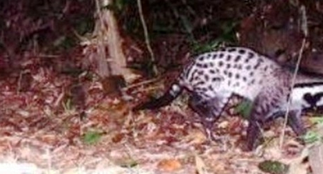 Phát hiện Cầy giông sọc được cho là đã tuyệt chủng