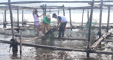 Dân 'khóc ròng' vì cá lồng nuôi gần cửa biển ở Thừa Thiên - Huế chết hàng loạt
