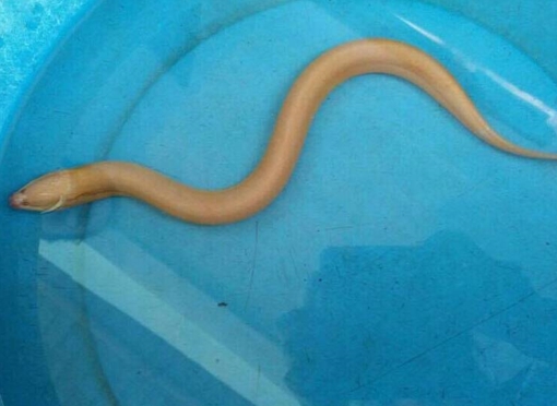 Bắt được cặp lươn vàng có giá hàng chục triệu, nông dân vẫn không bán