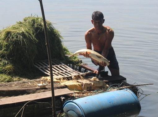 Nông dân Huế 'khóc ròng' vì cá lồng trên sông Bồ chết bất thường