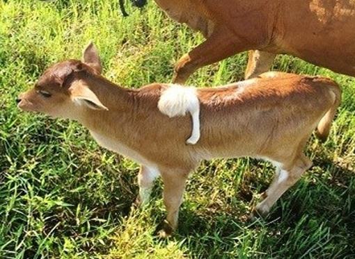 "LẠ KỲ" Chú bò con có... 5 chân