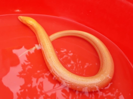 Đi đánh cá, một nông dân 3 lần bắt được lươn vàng cực dị