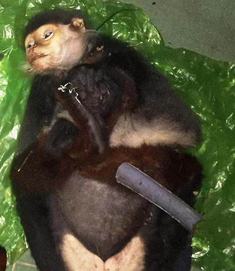 Voọc chà vá chân nâu bị bắn chết tại Vườn Quốc gia Bạch Mã