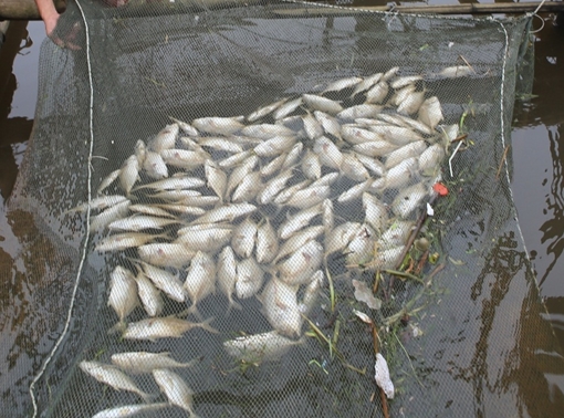 Người dân lại nức nở khi cá đặc sản bán Tết chết cả trăm tấn