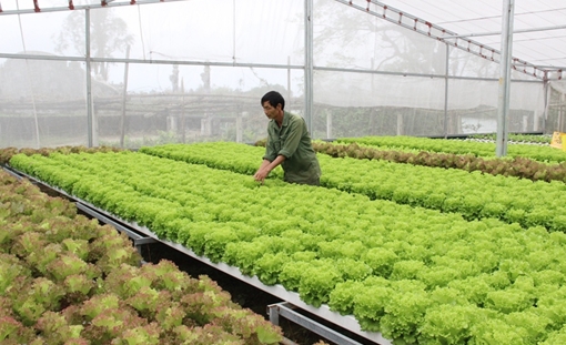 Độc đáo vườn rau thủy canh ở xứ Huế có thể ăn sống tại vườn