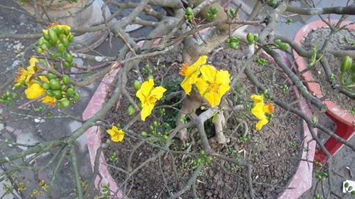 Công an TP Huế trao trả hàng chục cây mai vàng bị lấy cắp cho người dân