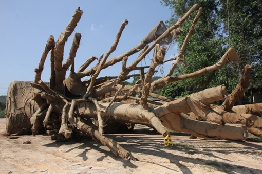 Có người đến nhận là chủ 3 cây cổ thụ “khủng” bị CSGT bắt giữ ở Huế