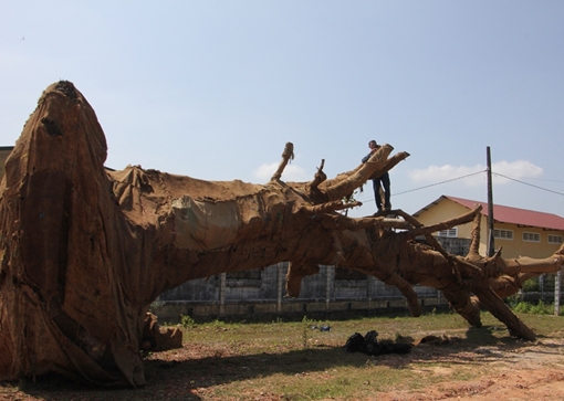 Chủ sở hữu 3 cây cổ thụ ‘khủng’ bị bắt giữ tại Huế là ai?