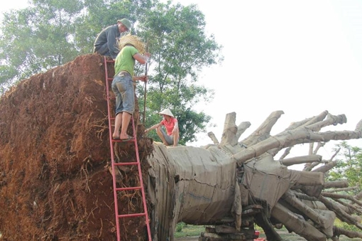 Xử phạt chủ sở hữu 3 cây cổ thụ “khủng” bị CSGT bắt giữ