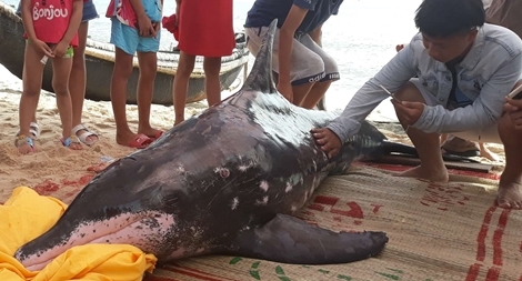 Cá heo đuối sức 3 lần dạt vào bờ biển ở Huế