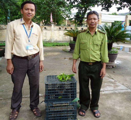 Thả một cá thể voọc chà vá chân nâu trở về tự nhiên