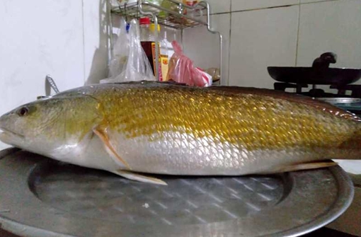 Ngư dân ở Huế câu được cá sủ vàng quý hiếm