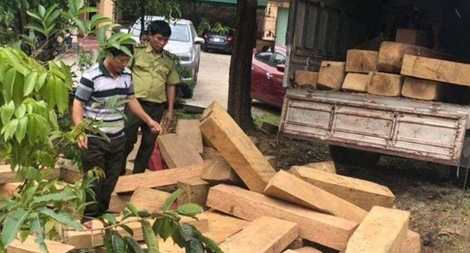 Hàng chục phách gỗ lậu trên đường ra Bắc tiêu thụ