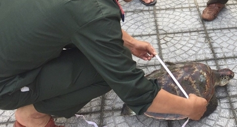 Cá thể rùa biển mắc lưới ngư dân được thả về biển