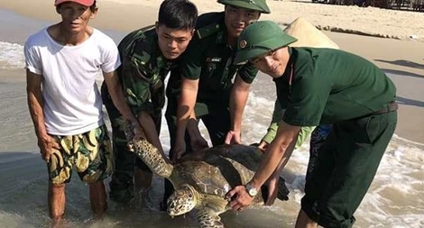 Rùa 33kg mắc lưới được ngư dân đưa về biển