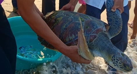 Phát hiện nhiều rùa biển quý hiếm mắc cạn