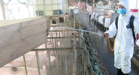 Vừa công bố hết dịch, tả lợn Châu Phi lại xuất hiện ở Huế 